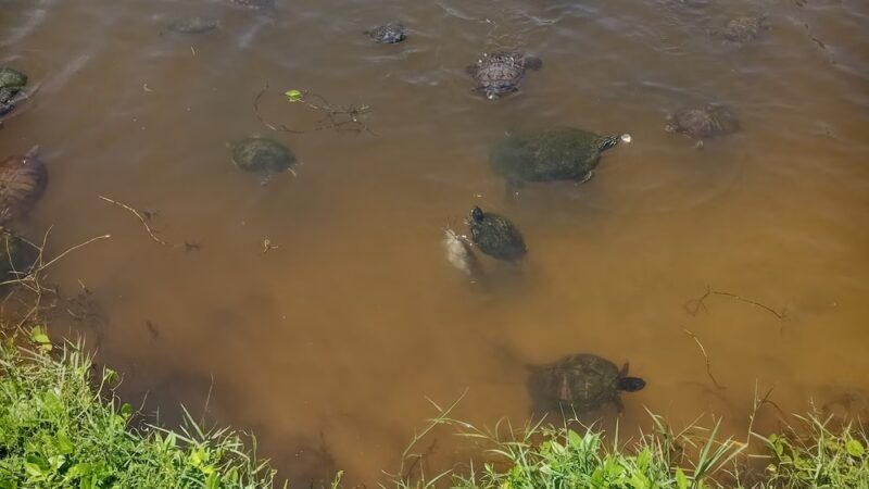 Ormond Shores Park - Ormond Beach, FL