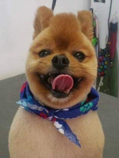 Doggie Doo's & Kitty's Too Pet Salon - Orofino, ID