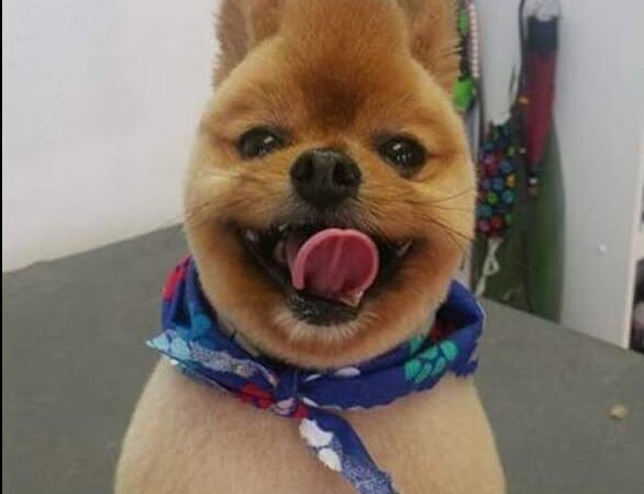 Doggie Doo's & Kitty's Too Pet Salon - Orofino, ID