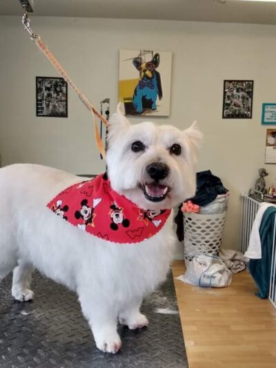 Doggie Doo's & Kitty's Too Pet Salon - Orofino, ID