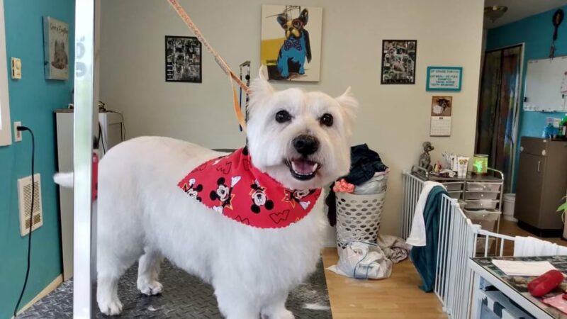 Doggie Doo's & Kitty's Too Pet Salon - Orofino, ID