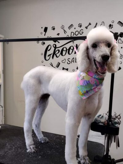 Doggie Doo's & Kitty's Too Pet Salon - Orofino, ID