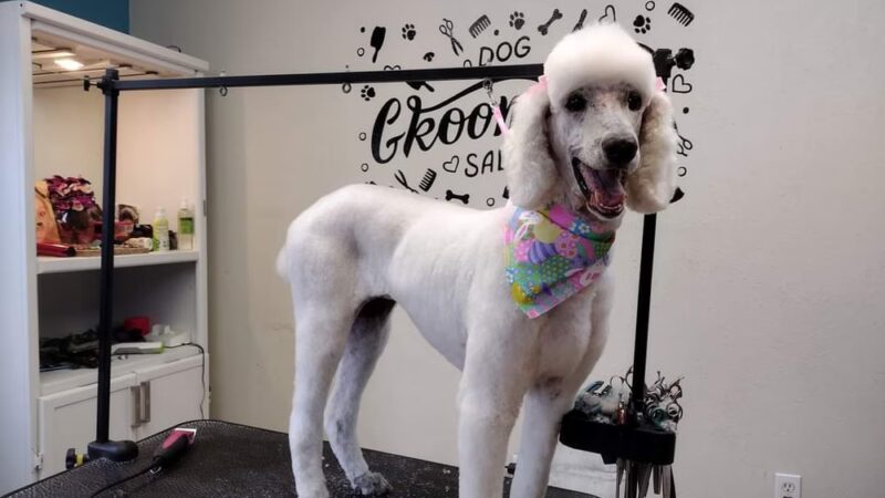 Doggie Doo's & Kitty's Too Pet Salon - Orofino, ID