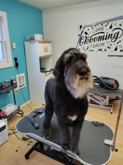 Doggie Doo's & Kitty's Too Pet Salon - Orofino, ID