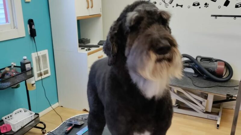 Doggie Doo's & Kitty's Too Pet Salon - Orofino, ID