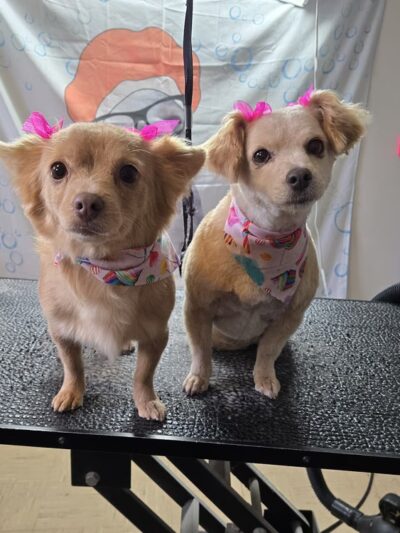 Doggie Doo's & Kitty's Too Pet Salon - Orofino, ID