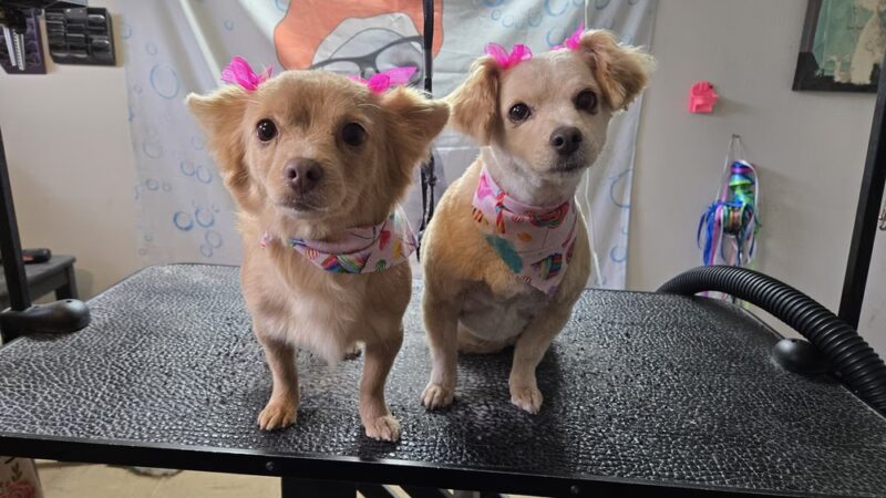 Doggie Doo's & Kitty's Too Pet Salon - Orofino, ID