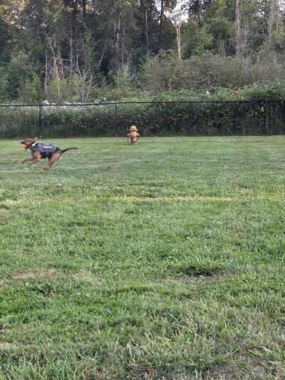Orting Dog Park - Orting, WA