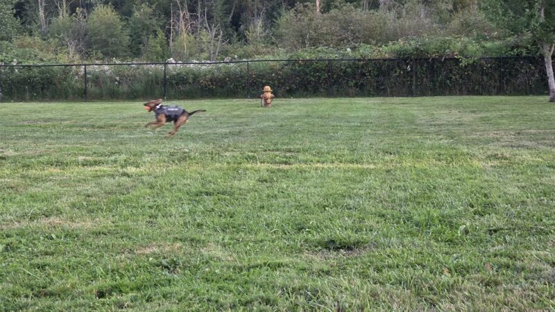 Orting Dog Park - Orting, WA
