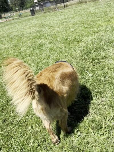 Orting Dog Park - Orting, WA