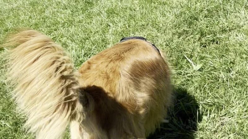 Orting Dog Park - Orting, WA