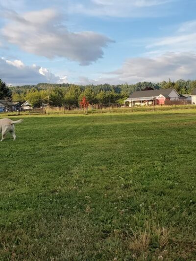 Orting Dog Park - Orting, WA