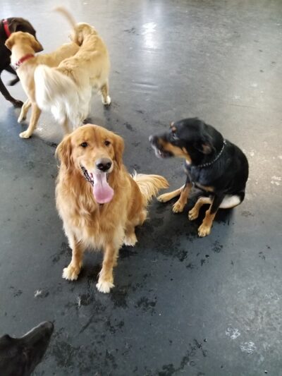 Pawz at Play - Overland Park, KS