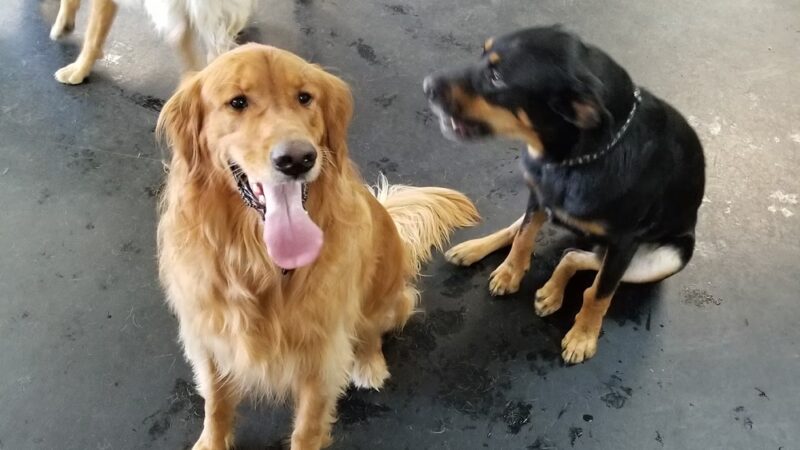 Pawz at Play - Overland Park, KS