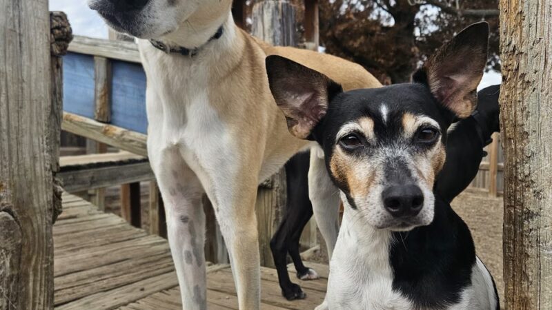 Pawz at Play - Overland Park, KS
