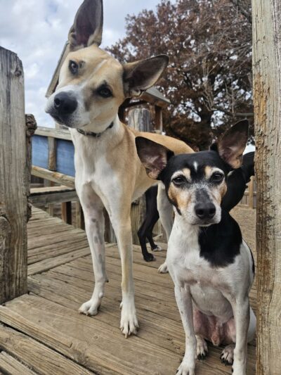 Pawz at Play - Overland Park, KS