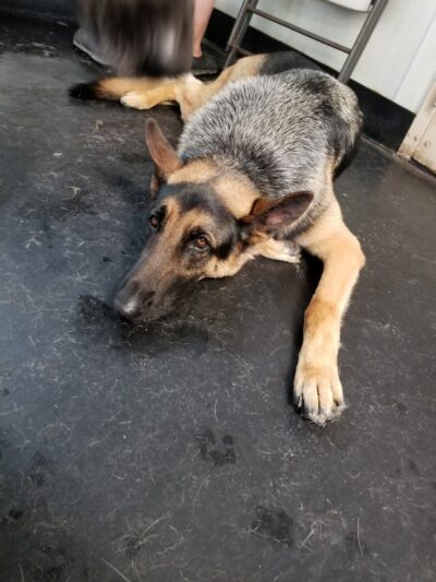 Pawz at Play - Overland Park, KS