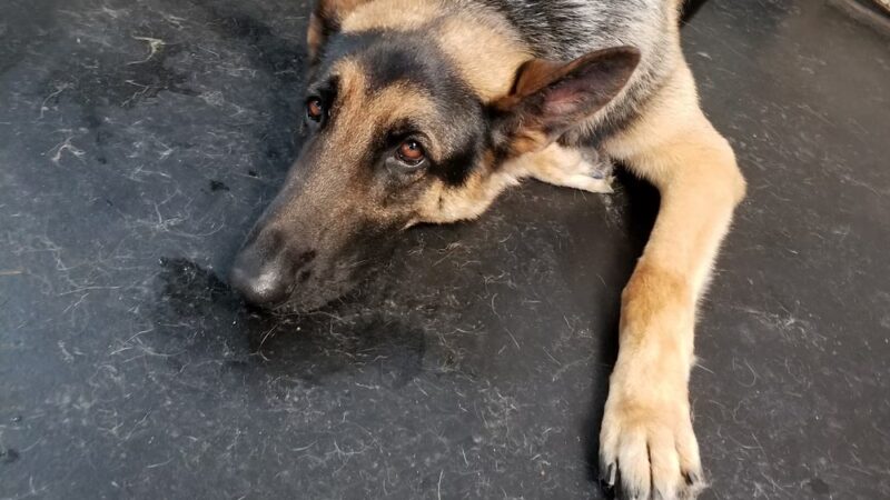 Pawz at Play - Overland Park, KS