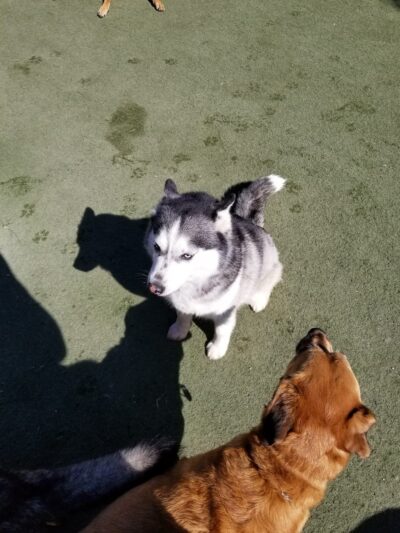 Pawz at Play - Overland Park, KS