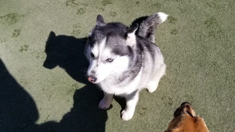 Pawz at Play - Overland Park, KS