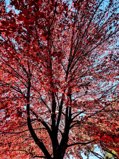 Young's Park - Overland Park, KS
