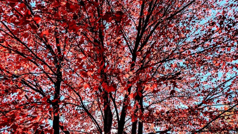 Young's Park - Overland Park, KS