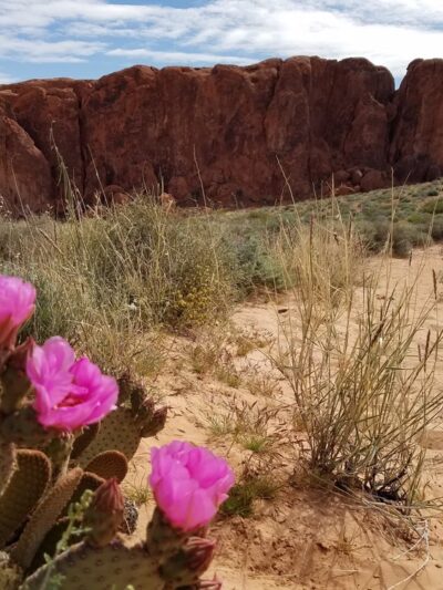 Fire Wave - Overton, NV