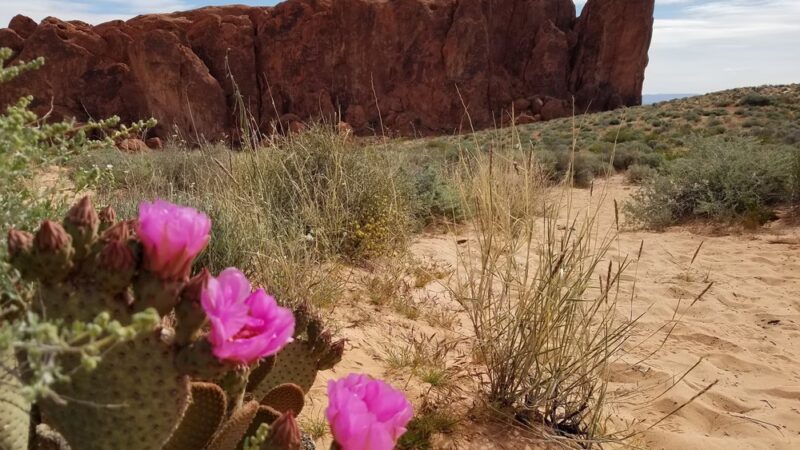 Fire Wave - Overton, NV