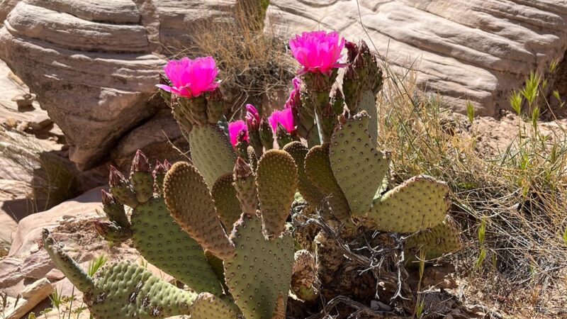 Fire Wave Trailhead - Overton, NV