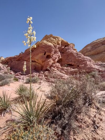 White Domes Loop Trailhead - Overton, NV