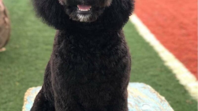 Paws Town, LLC - Owensboro, KY