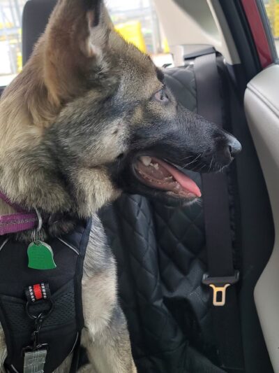 Paws Town, LLC - Owensboro, KY