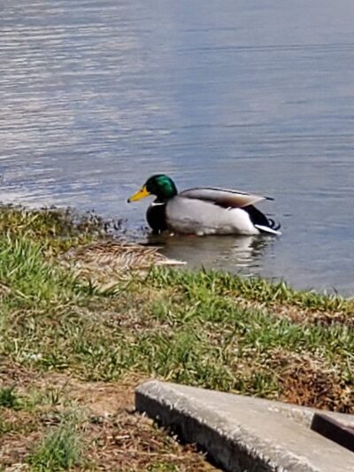 Waymond Morris Park - Owensboro, KY
