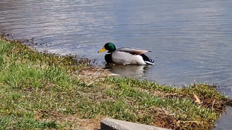Waymond Morris Park - Owensboro, KY