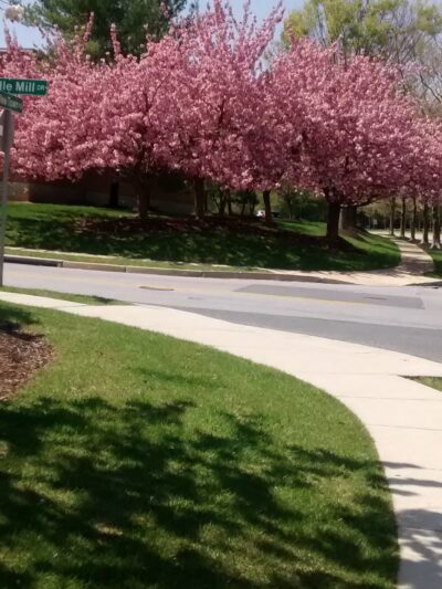 Central Park - Owings Mills, MD