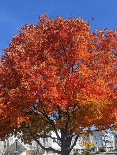 Central Park - Owings Mills, MD