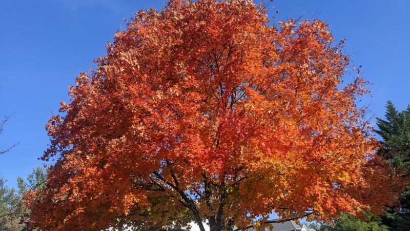 Central Park - Owings Mills, MD