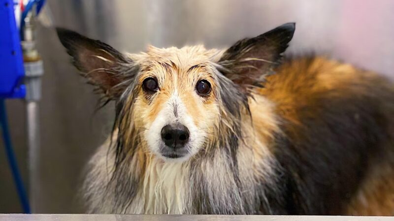 Deer Park Kennels - Owings Mills, MD