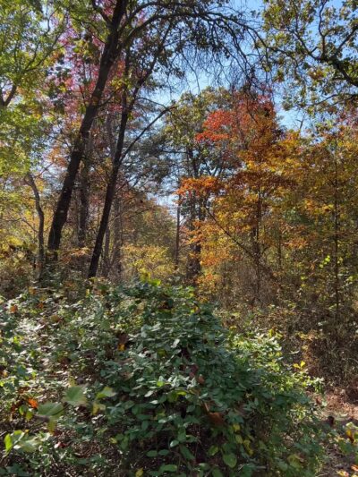 Serpentine Trail - Owings Mills, MD