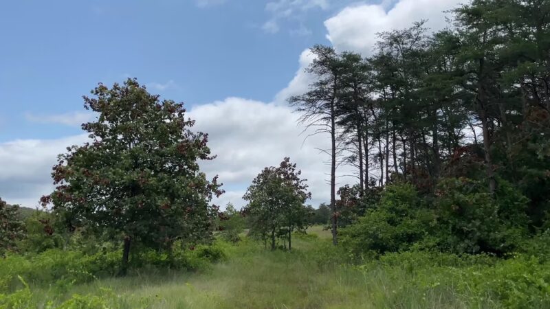 Soldiers Delight Natural Environment Area - Owings Mills, MD