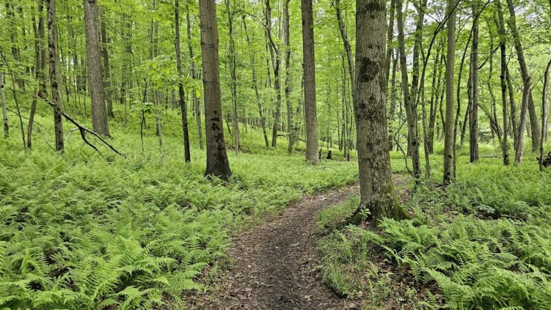 Soldiers Delight Natural Environment Area - Owings Mills, MD