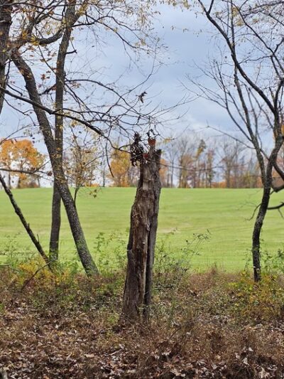 Soldiers Delight Natural Environment Area - Owings Mills, MD
