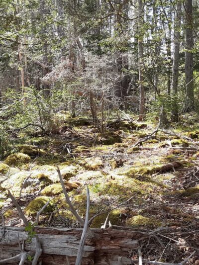 Ash Point Preserve - Owls Head, ME