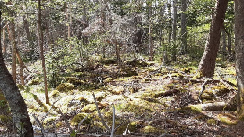 Ash Point Preserve - Owls Head, ME