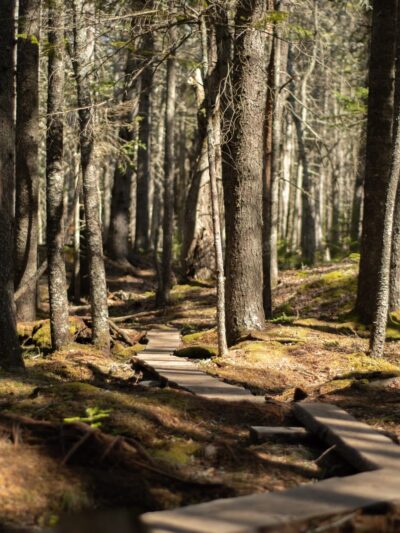 Plaisted Preserve - Owls Head, ME