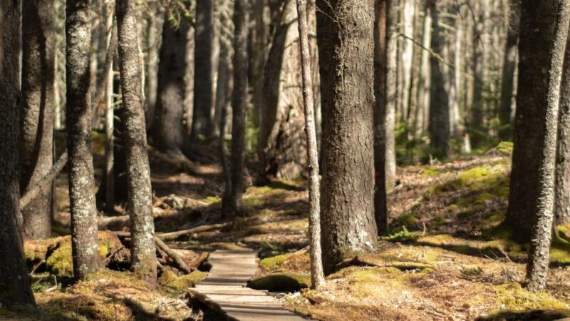 Plaisted Preserve - Owls Head, ME