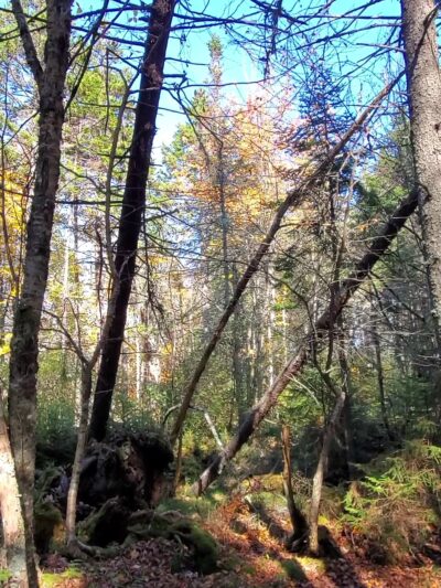Plaisted Preserve - Owls Head, ME
