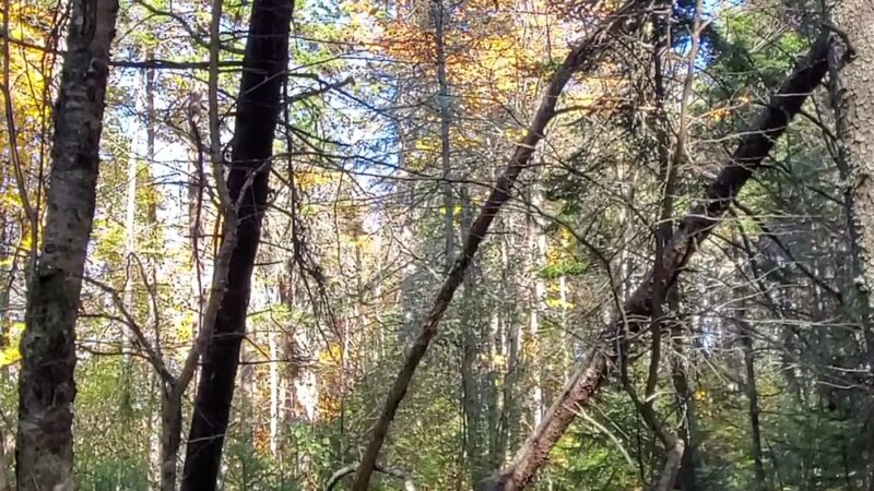 Plaisted Preserve - Owls Head, ME