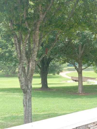 Lake Patsy Dock - Oxford, MS