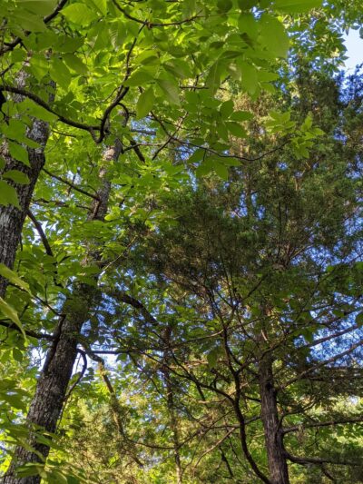 South Campus Rail Trail - Oxford, MS